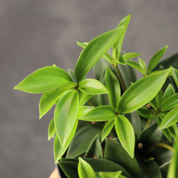 Peperomia pereskiifolia Ø10,5 cm | Tomaszewski