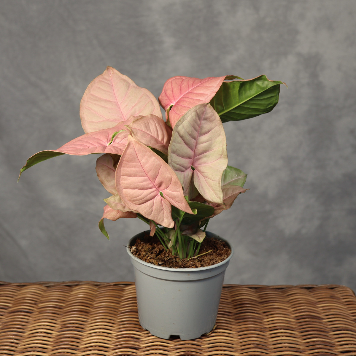 Syngonium 'Neon Robusta'