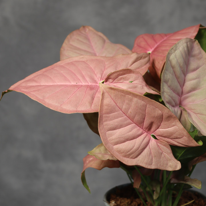 Syngonium 'Neon Robusta' Ø12 cm | Tomaszewski