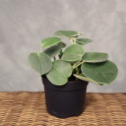 Peperomia incana w doniczce 10,5 cm – polska uprawa | Tomaszewski