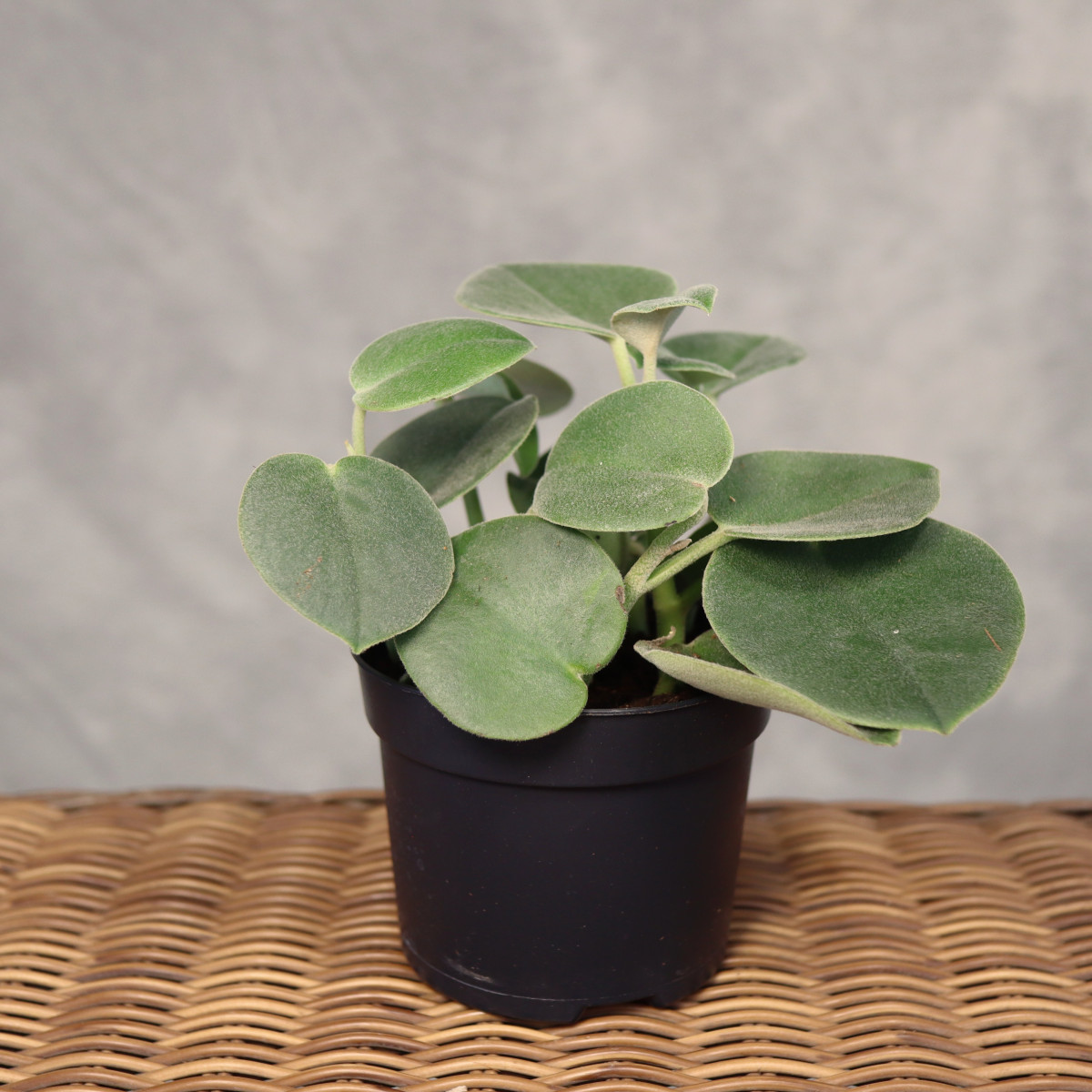 Peperomia szara | Mała