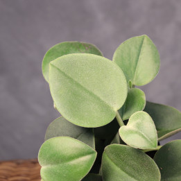 Peperomia incana w doniczce 10,5 cm – polska uprawa | Tomaszewski