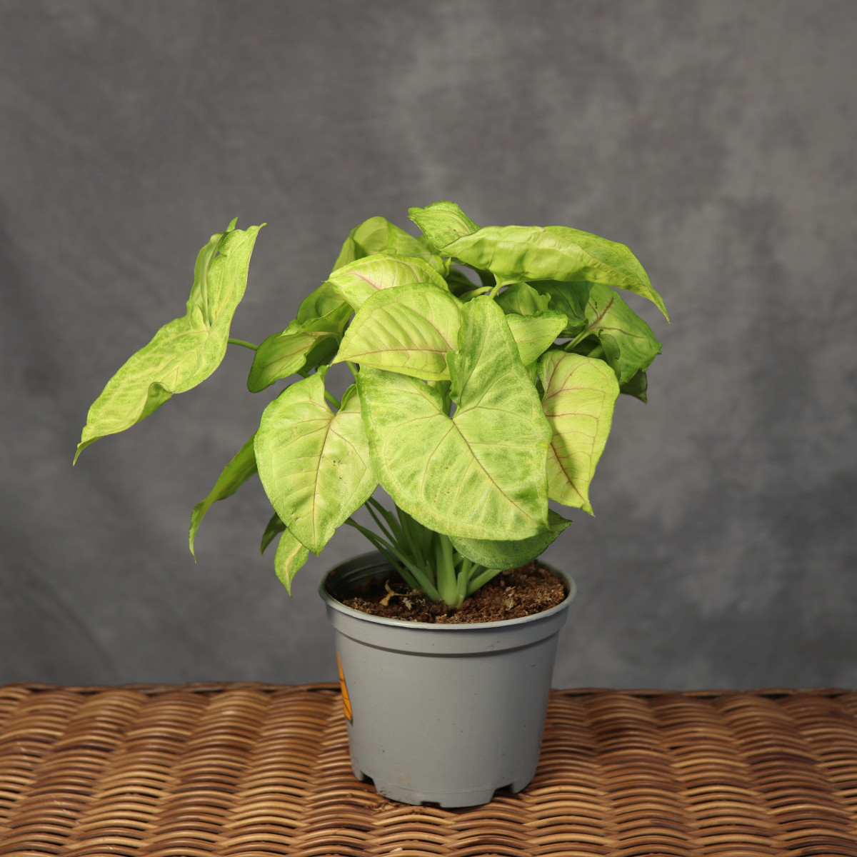 Syngonium 'Golden Allusion'