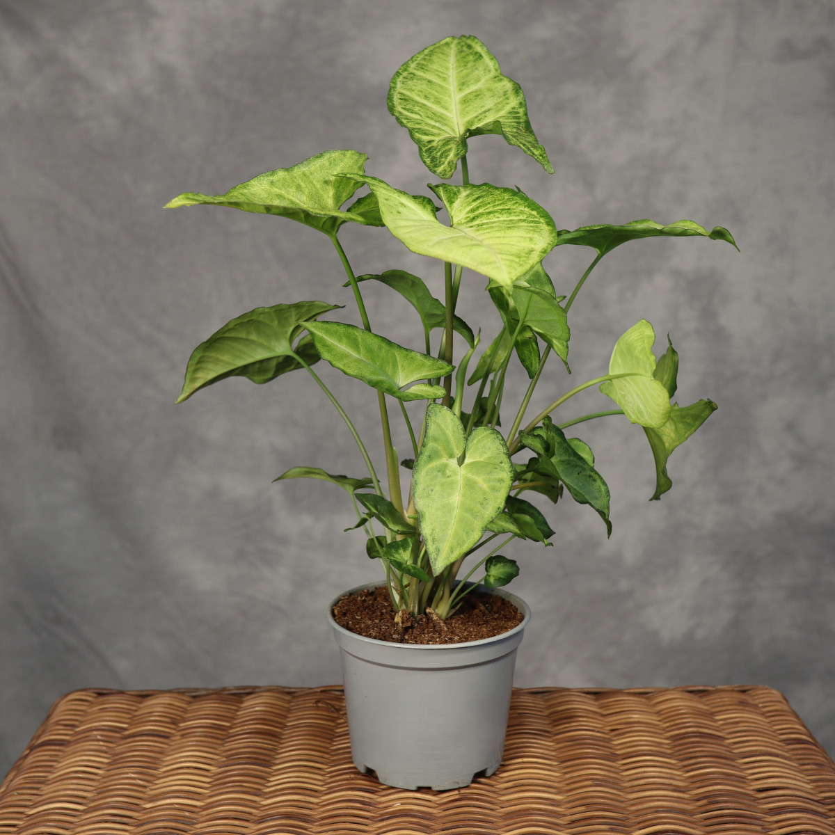 Syngonium 'White Butterfly'