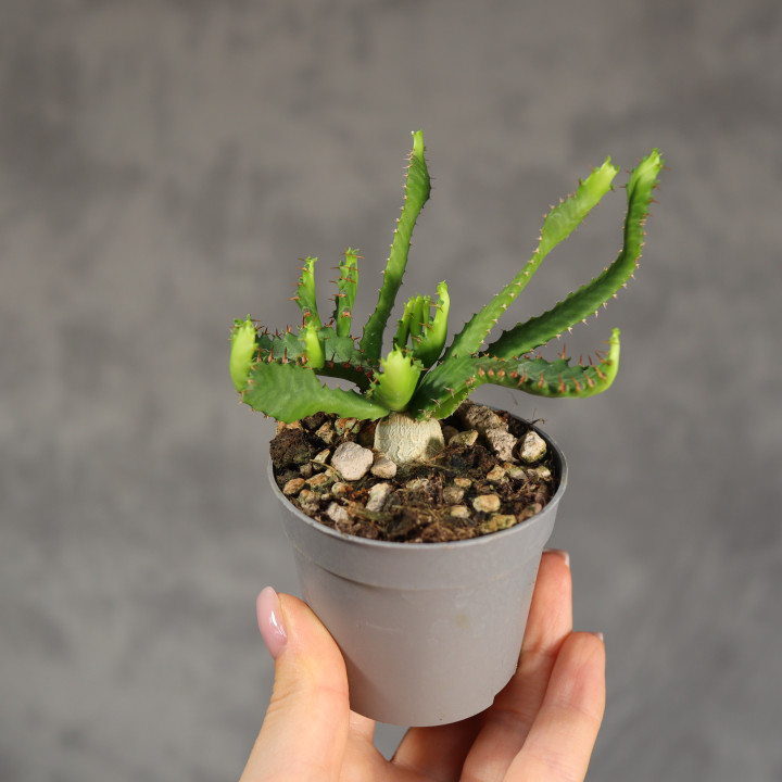 Wilczomlecz gwiaździsty 6,5 cm - rzadki sukulent | Tomaszewski