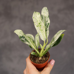 Rhaphidophora puberula 'Variegata' Rafidofora ø6 cm | Tomaszewski