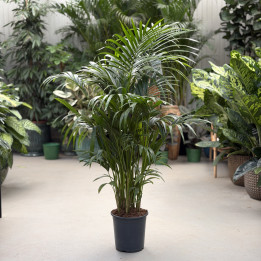 Kencja Howea forsteriana 160 cm | Tomaszewski