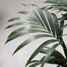 Kencja Howea forsteriana 160 cm | Tomaszewski