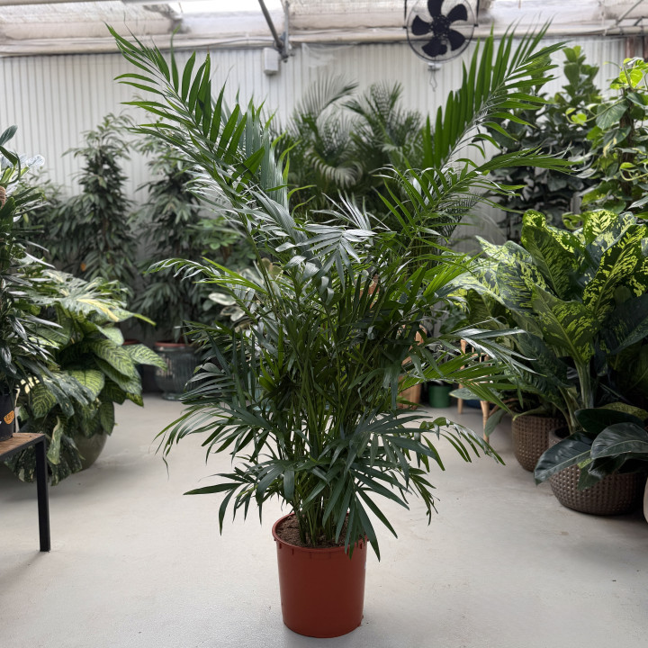 Chamaedorea cataractarum 'Stella' Palma kaskadowa 170 cm | Tomaszewski