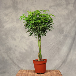 Szeflera 'Luseana' na plecionym pniu ø17 cm | Tomaszewski