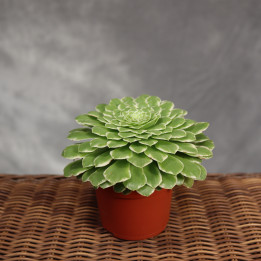 Aeonium tabuliforme – sukulent doniczkowy | Tomaszewski
