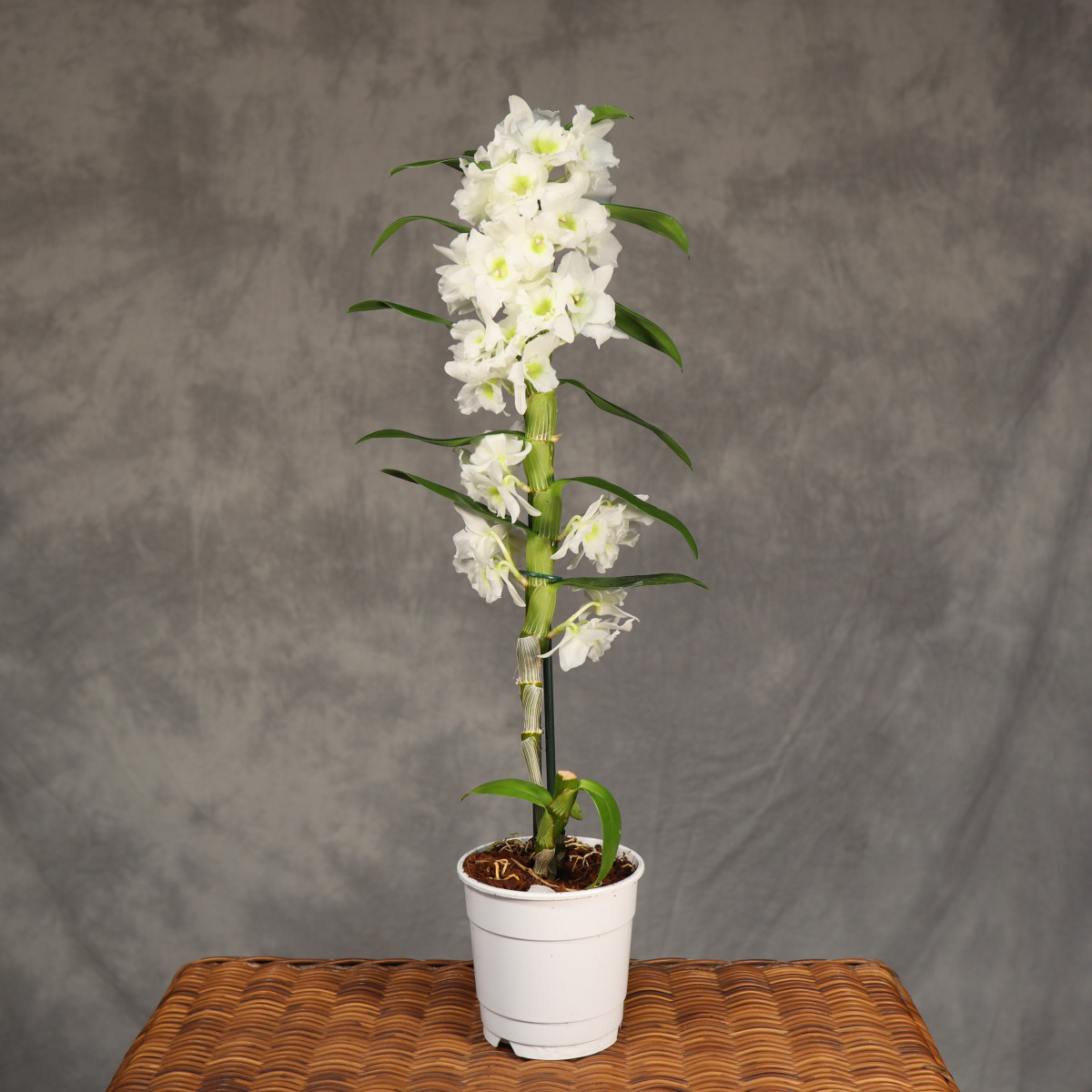 Dendrobium szlachetne | Białe