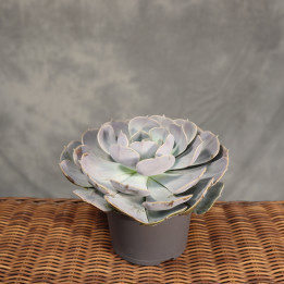 Echeveria 'Pollux' – srebrzysty sukulent ø13 cm | Tomaszewski