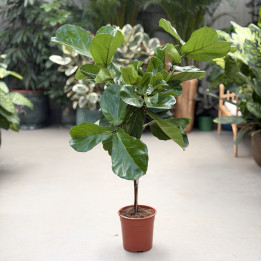 Fikus dębolistny (Ficus lyrata) na pniu 120 cm | Tomaszewski