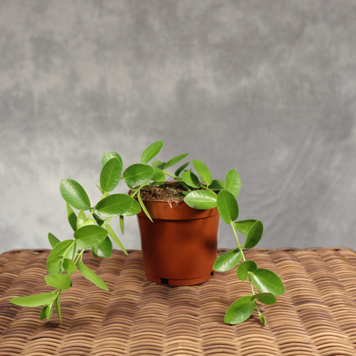 Hoya cumingiana Hoja w doniczce ø12 cm | Tomaszewski