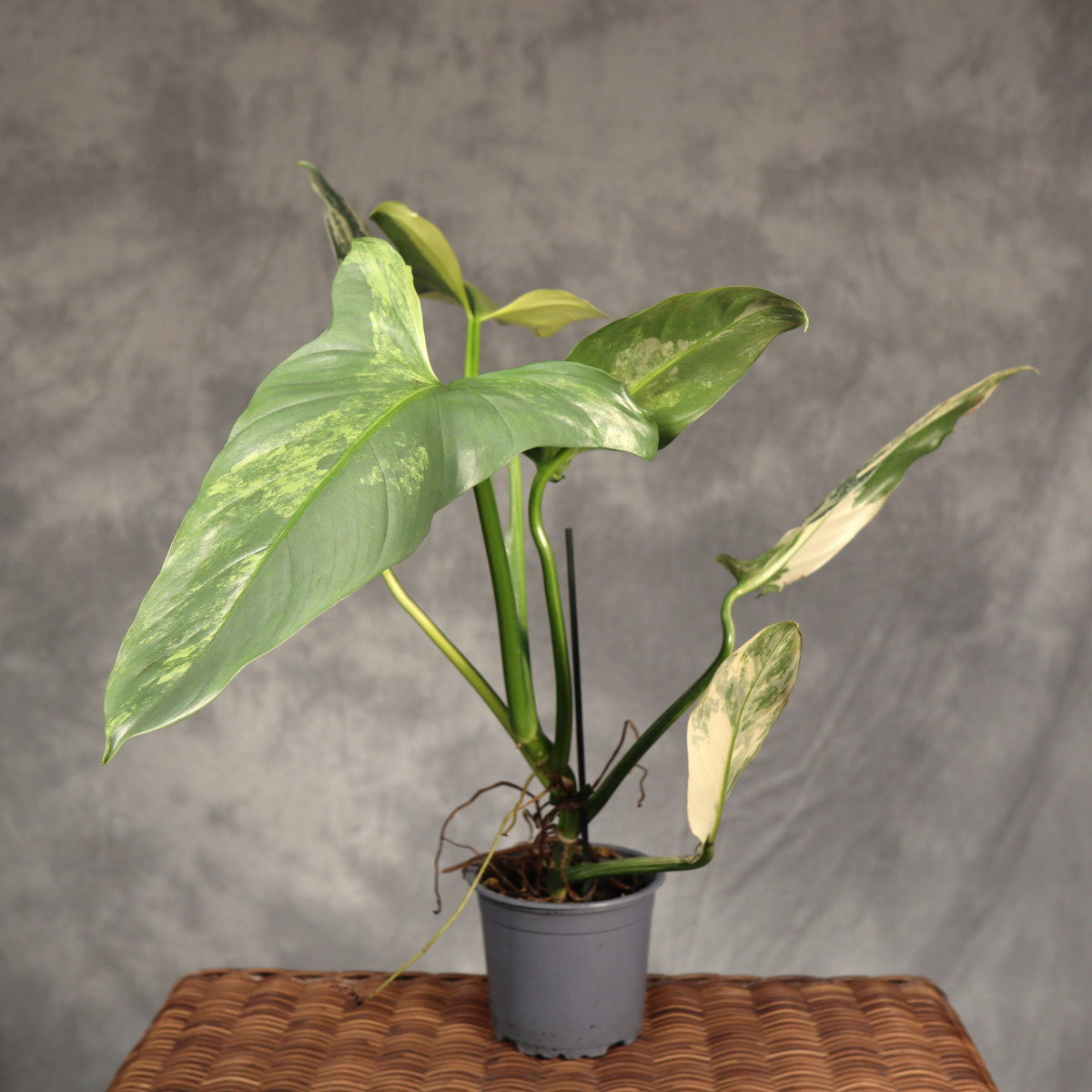 Filodendron 'Gold Swan'