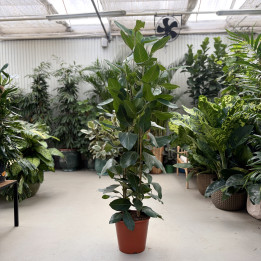 Fikus bengalski 'Joy' Ficus benghalensis 180 cm | Tomaszewski