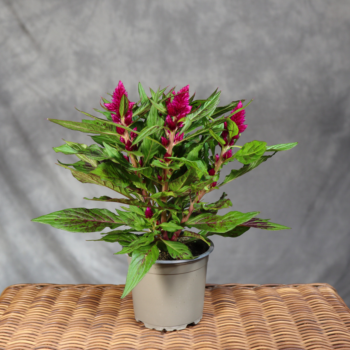 Celozja 'Intenz Dark Purple'