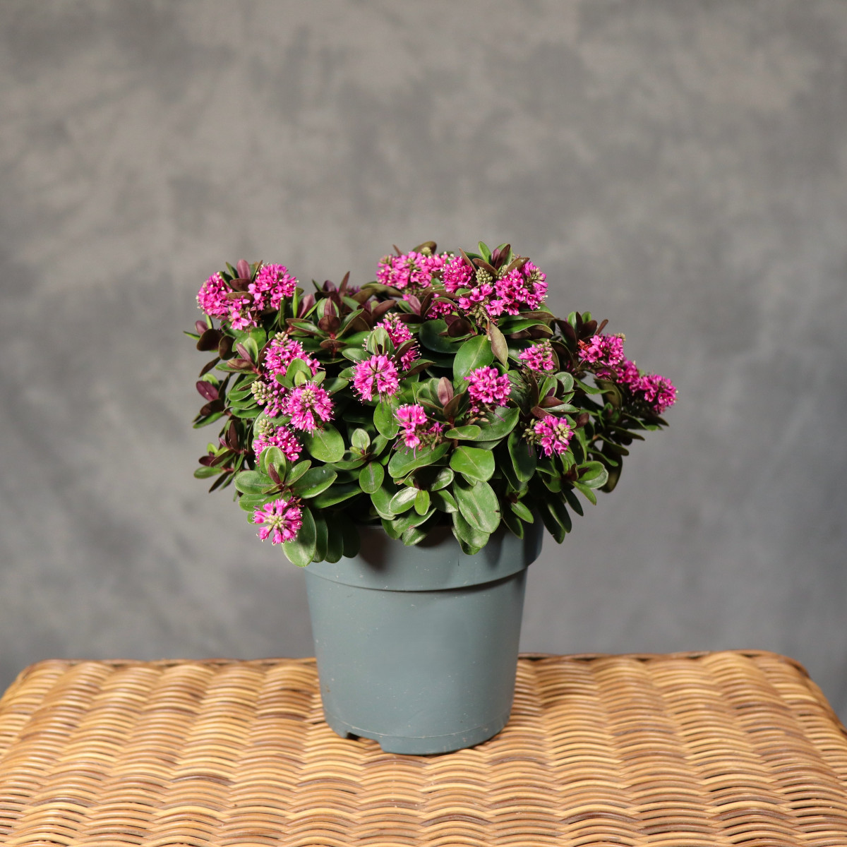 Hebe 'Addenda Vinoa Pink'