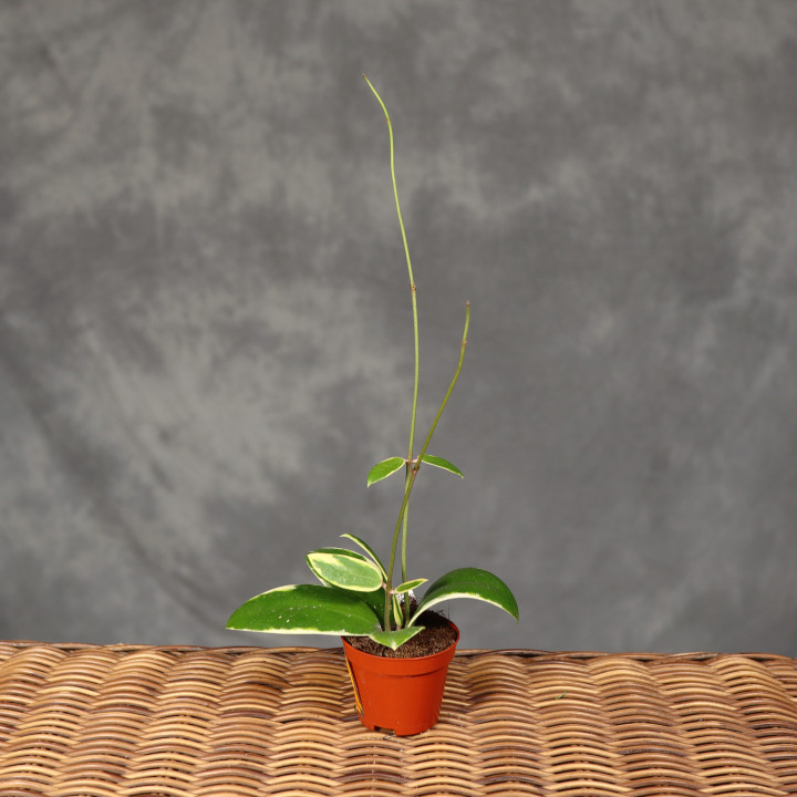 Hoya acuta 'Albomarginata' ⌀6 cm | Tomaszewski