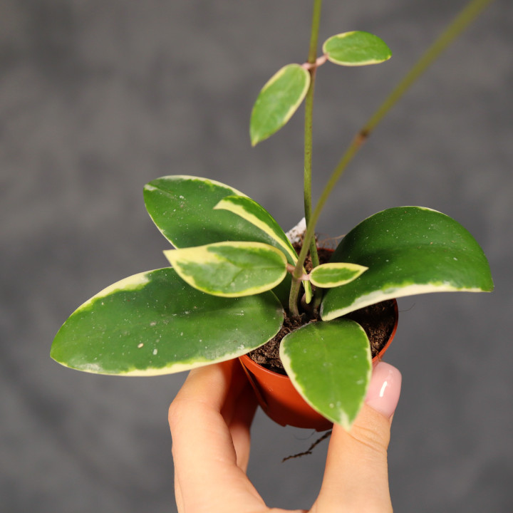 Hoya acuta 'Albomarginata' ⌀6 cm | Tomaszewski