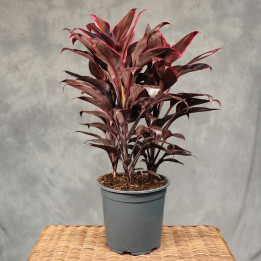 Kordylina 'Mambo' (Cordyline fruticosa) ⌀19 cm | Tomaszewski