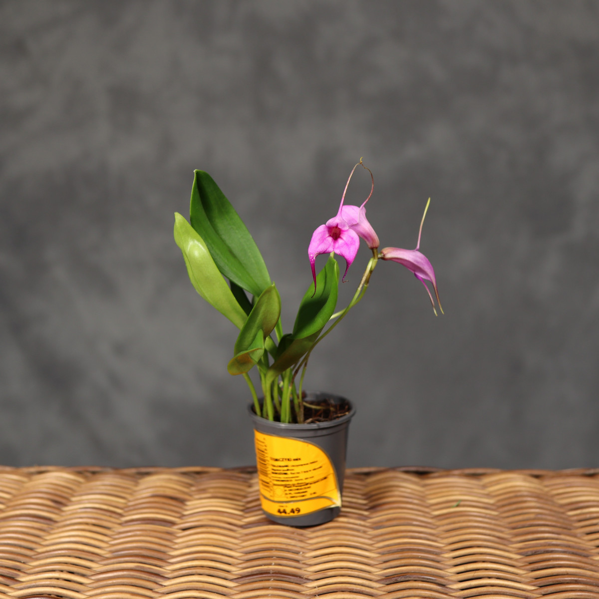 Masdevallia 'Selphi Orion'...