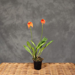 Storczyk Masdevallia pomarańczowy ⌀6 cm | Tomaszewski