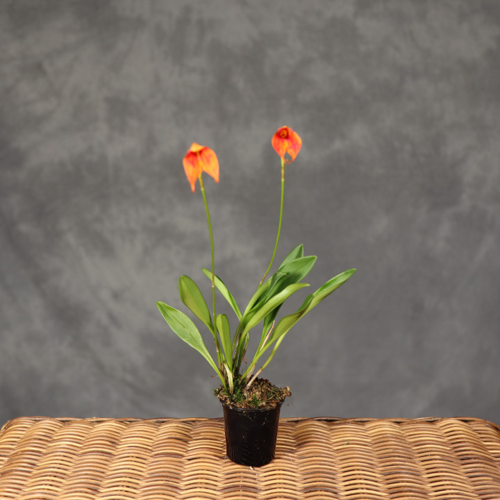 Storczyk Masdevallia pomarańczowy ⌀6 cm | Tomaszewski