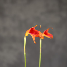 Storczyk Masdevallia pomarańczowy ⌀6 cm | Tomaszewski