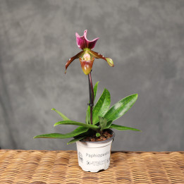 Paphiopedilum charlesworthii Storczyk Sabotek ⌀9 cm | Tomaszewski