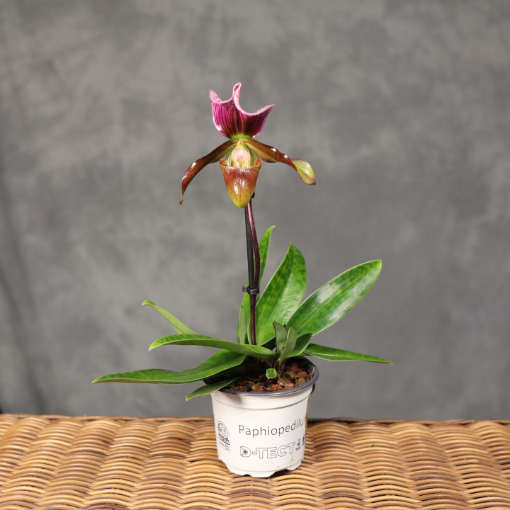 Paphiopedilum charlesworthii Storczyk Sabotek ⌀9 cm | Tomaszewski