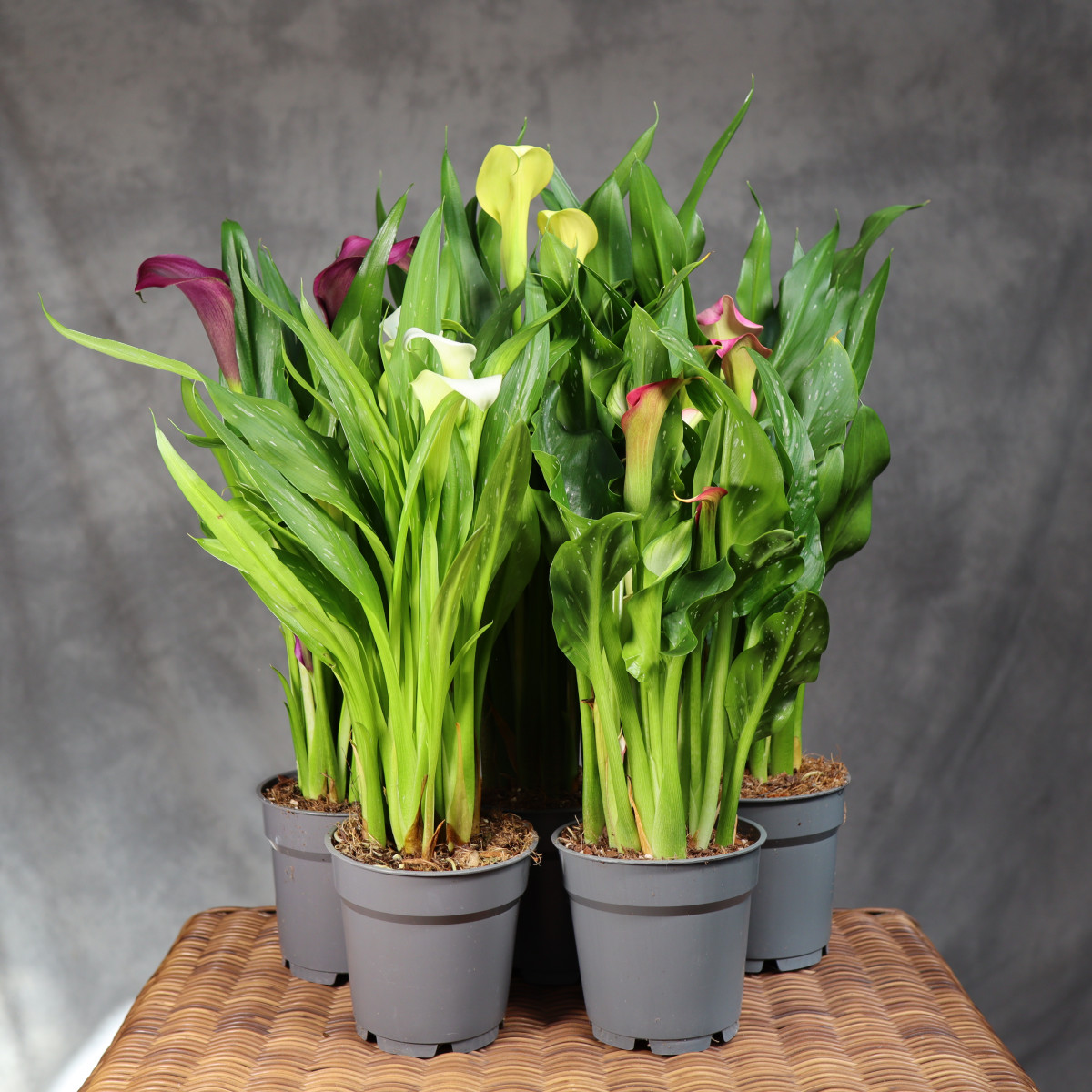 Zantedeschia | MIX kolorów