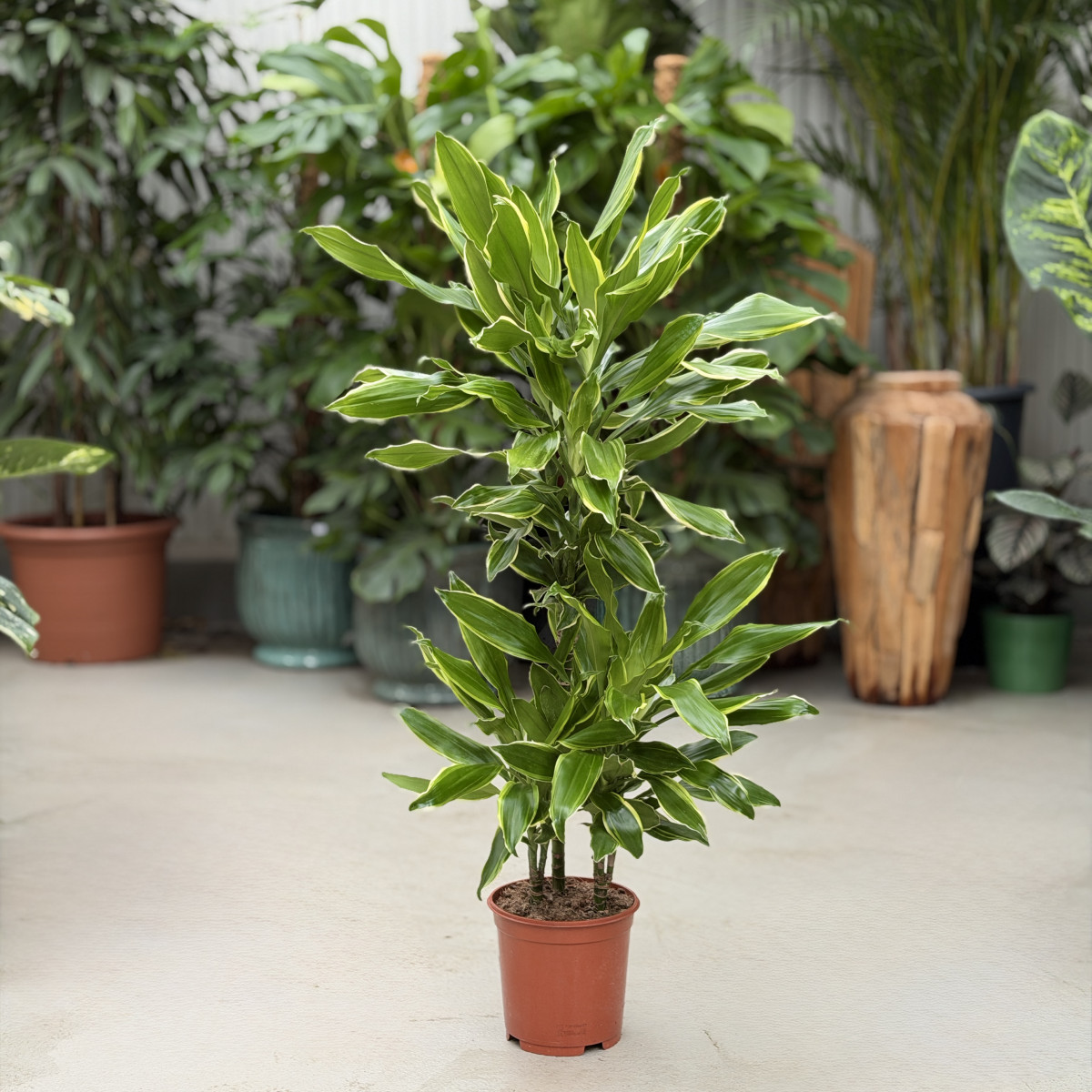 Dracena 'Golden Coast' |...
