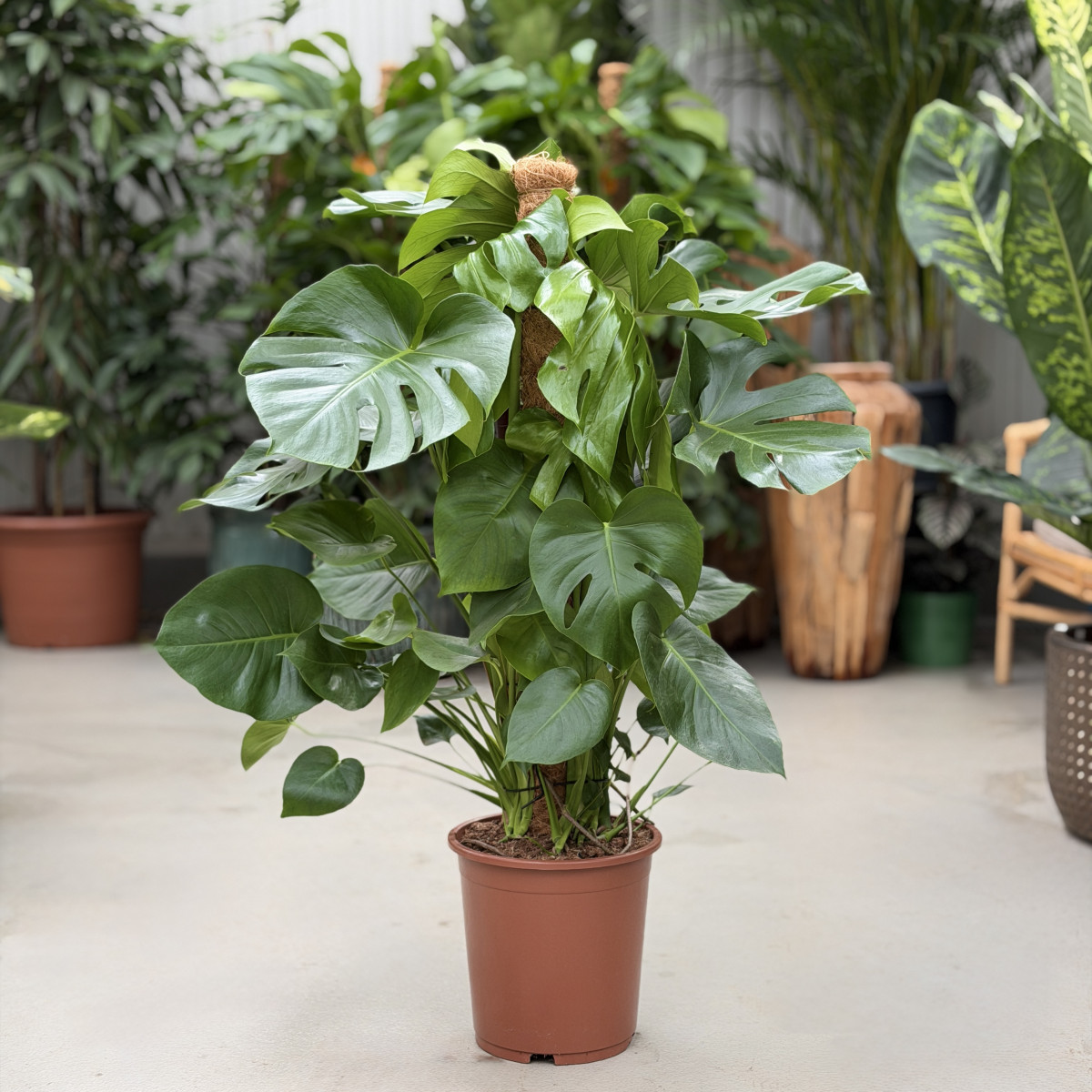 Monstera dziurawa | Na...
