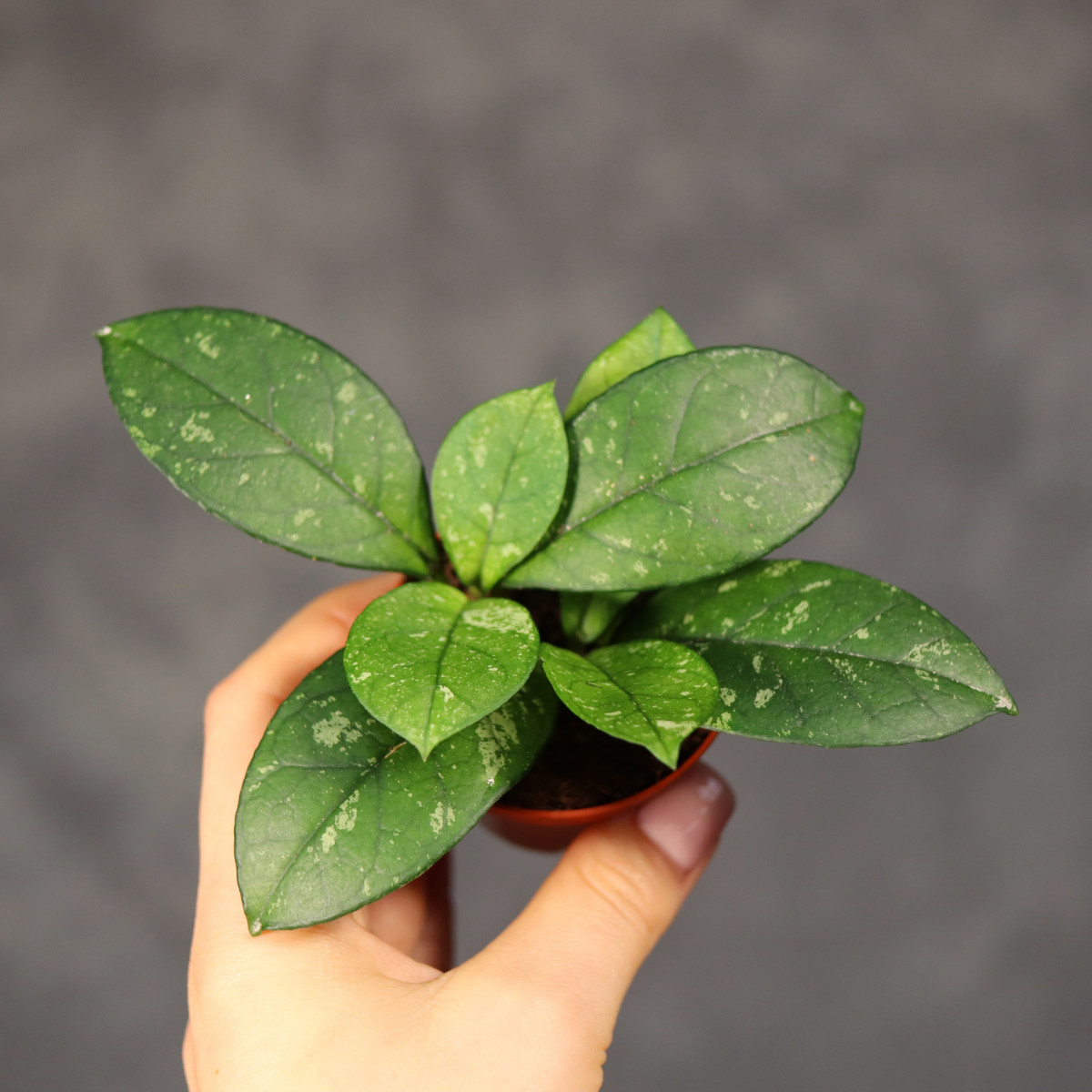 Hoya crassipetiolata...