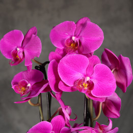 Phalaenopsis 4-pędowy – intensywny róż ⌀12 cm | Tomaszewski