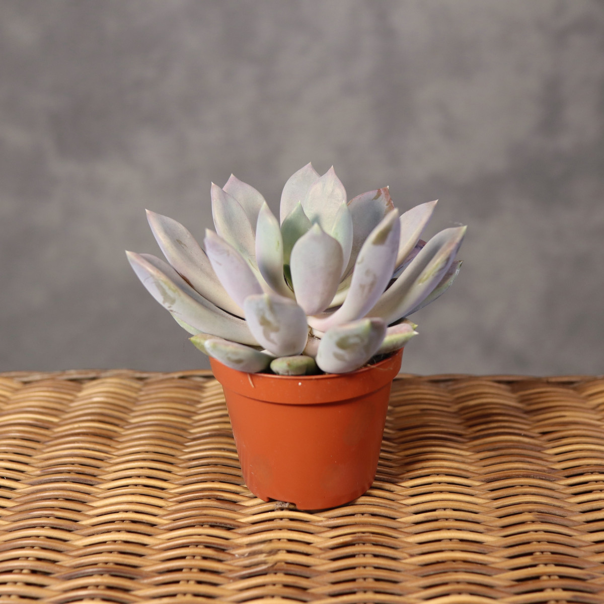 Pachyphytum 'Draco' | Mini