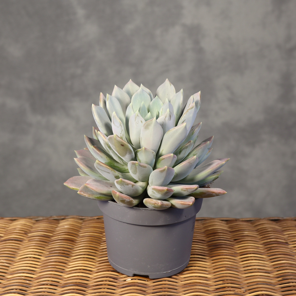 Pachyphytum 'Draco'