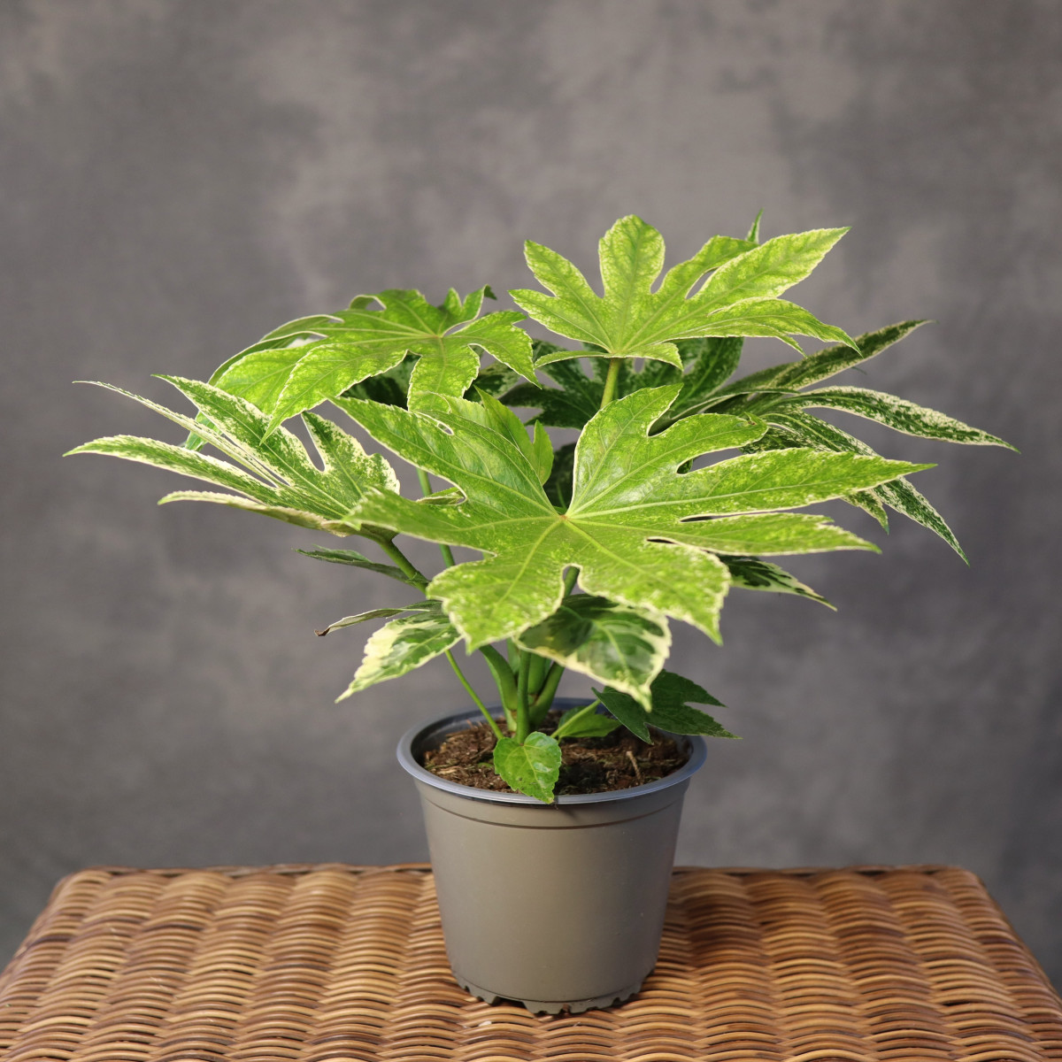 Fatsja japońska 'Variegata'