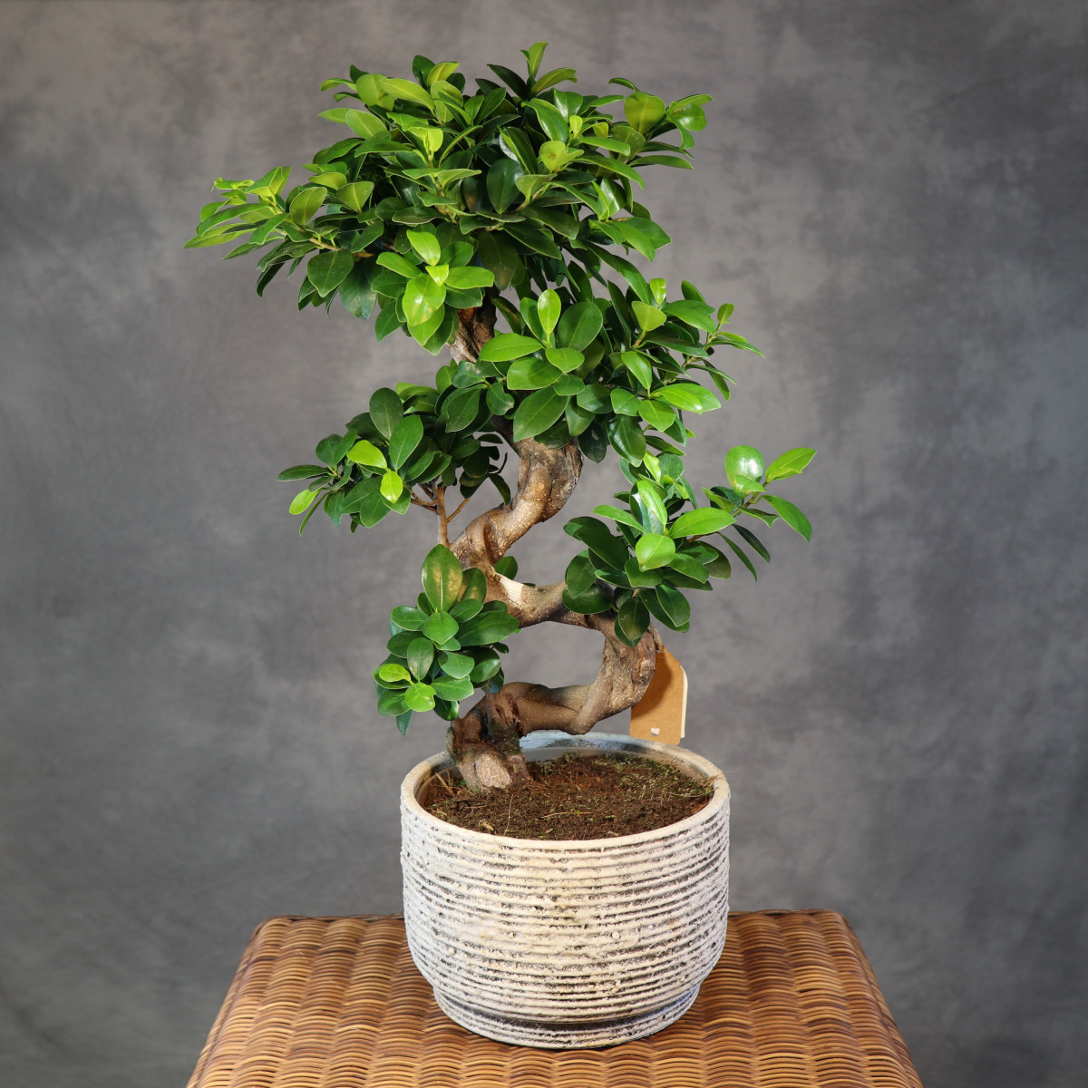 Bonsai Ficus Ginseng | Duży