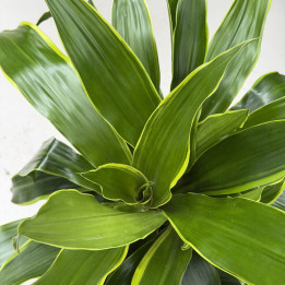 Dracena 'Art' ⌀21 cm, wys. 125 cm | Tomaszewski
