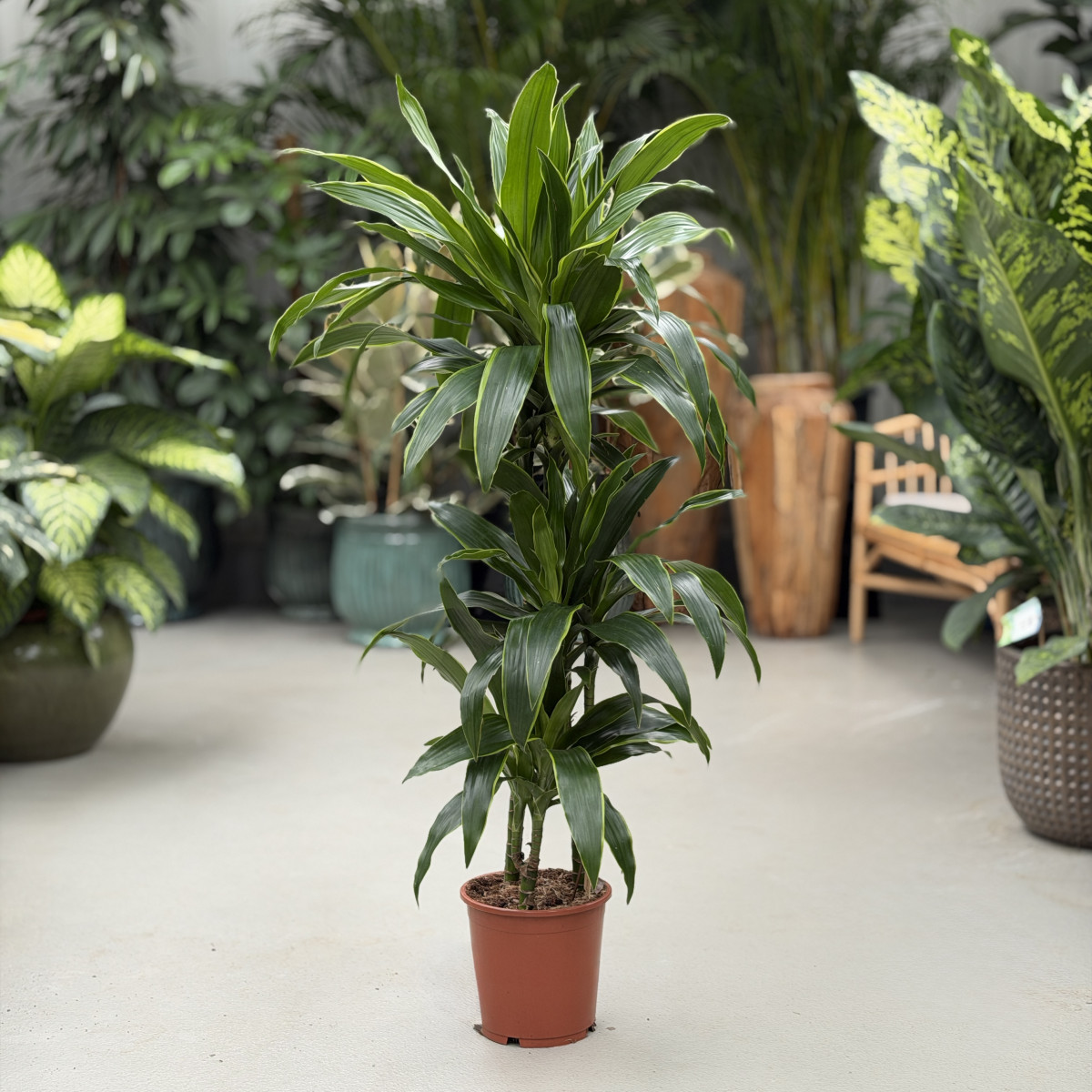 Dracena 'Art' | Duża