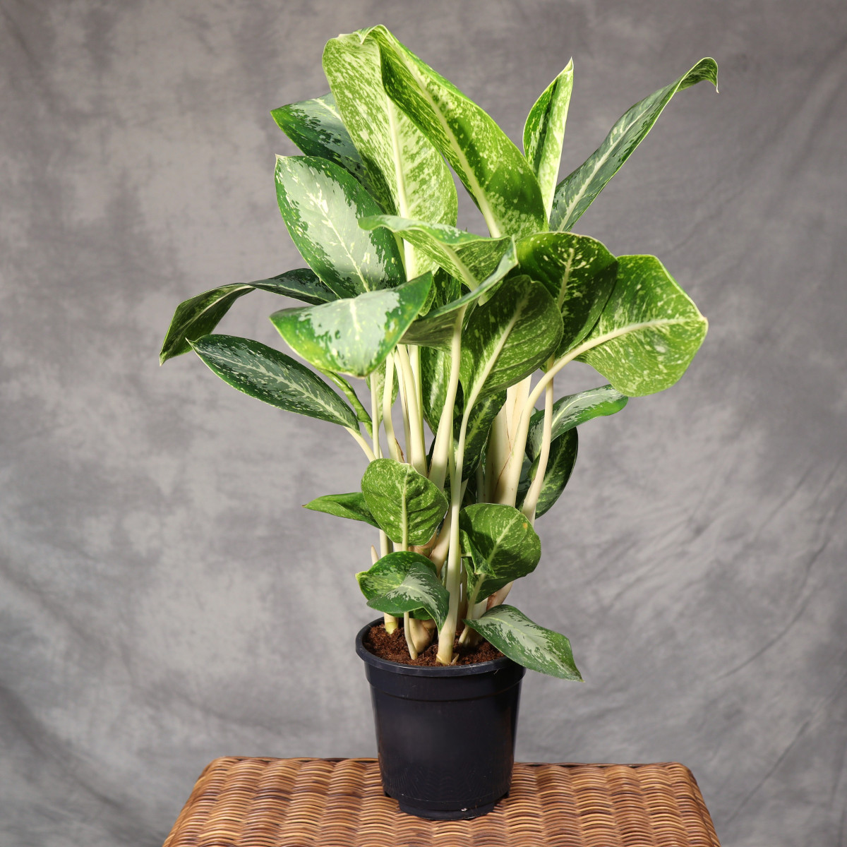 Aglaonema 'Anouk'