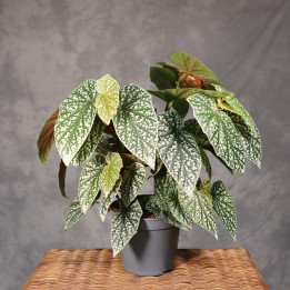 Begonia 'Snow Capped' | Tomaszewski