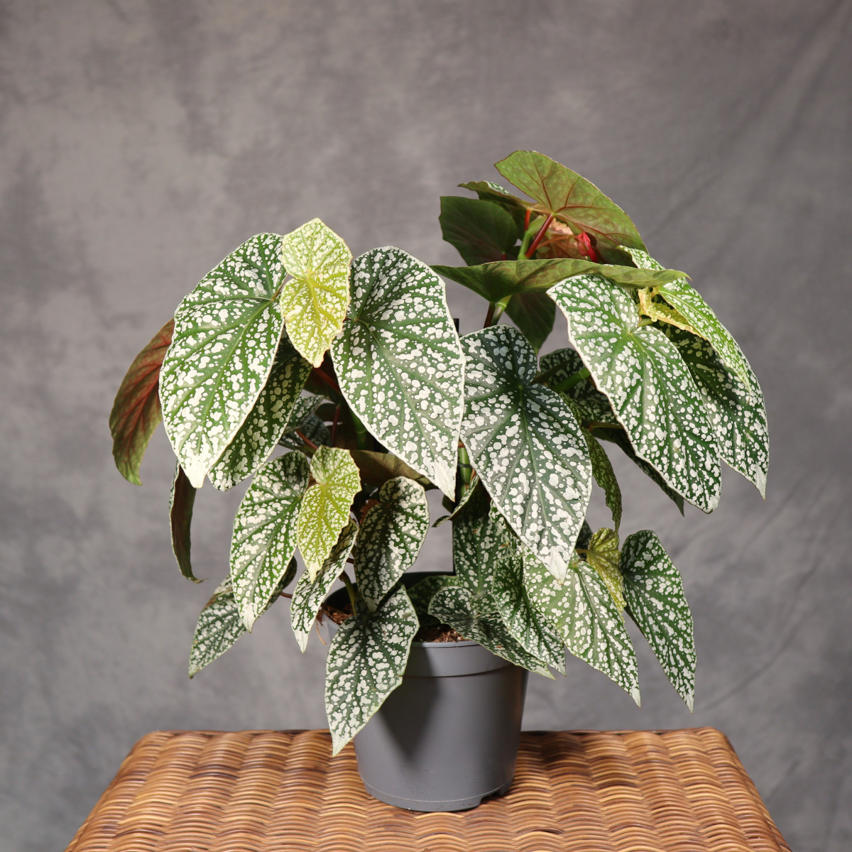 Begonia 'Snow Capped'