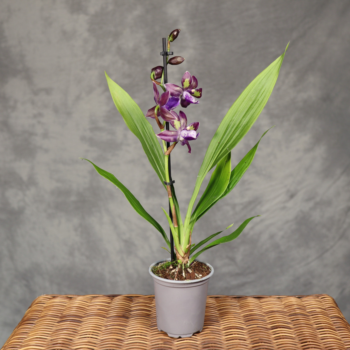 Storczyk Zygopetalum...