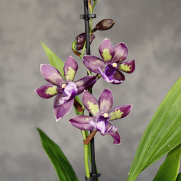 Zygopetalum 'Impasto Blue' storczyk | Tomaszewski
