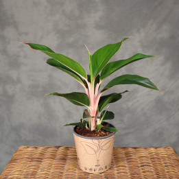 Aglaonema 'Sapphire' ⌀9 cm | Tomaszewski