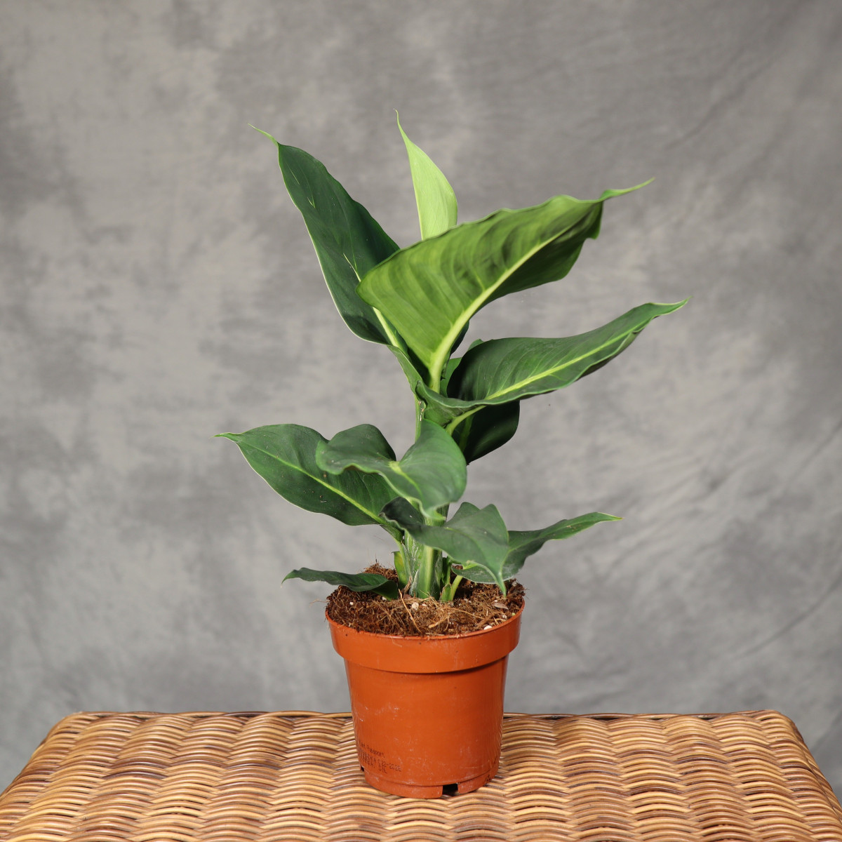 Difenbachia 'Green Magic'